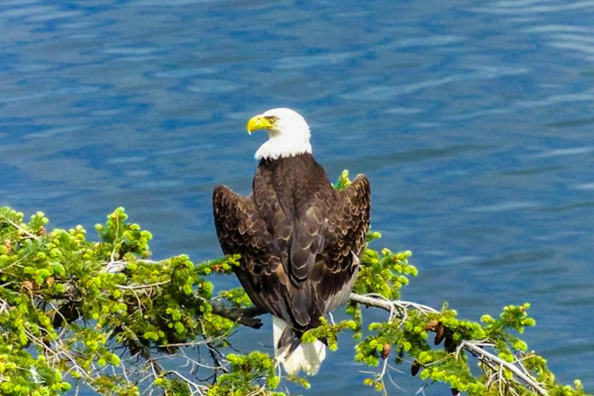 Eagles' Oceanview Villa Sequim Buitenkant foto